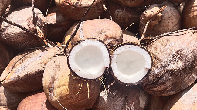 	coconut export from india to dubai, fresh coconut export from india, coconut export from india to europe,
Coconut Exporters in India, Coconut Exporters in pondicherry, Coconut Exporters in Tamilnadu, 