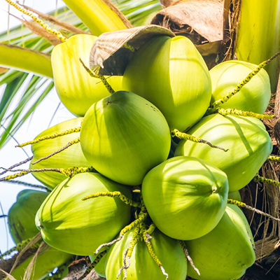 	coconut export from india to dubai, fresh coconut export from india, coconut export from india to europe,
Coconut Exporters in India, Coconut Exporters in pondicherry, Coconut Exporters in Tamilnadu,
