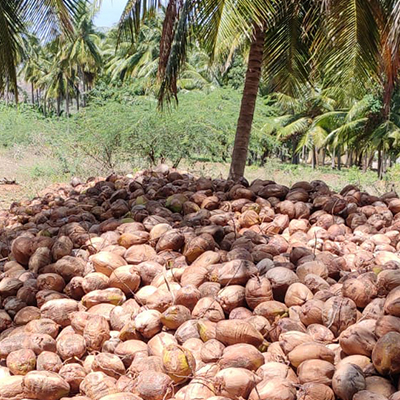 Healthy Life with Coconut-Healthy Life with Coconut